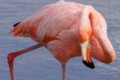American Flamingo (Phoenicopterus ruber)