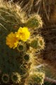 Prickly Pear cactus (Opuntia galapageia)