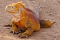 Gal?pagos Land Iguana (Conolophus subcristatus)