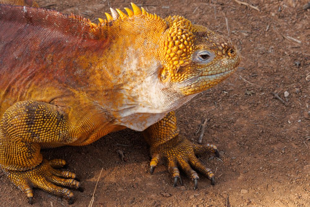Gal�pagos Land Iguana (Conolophus subcristatus)