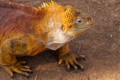 Gal?pagos Land Iguana (Conolophus subcristatus)