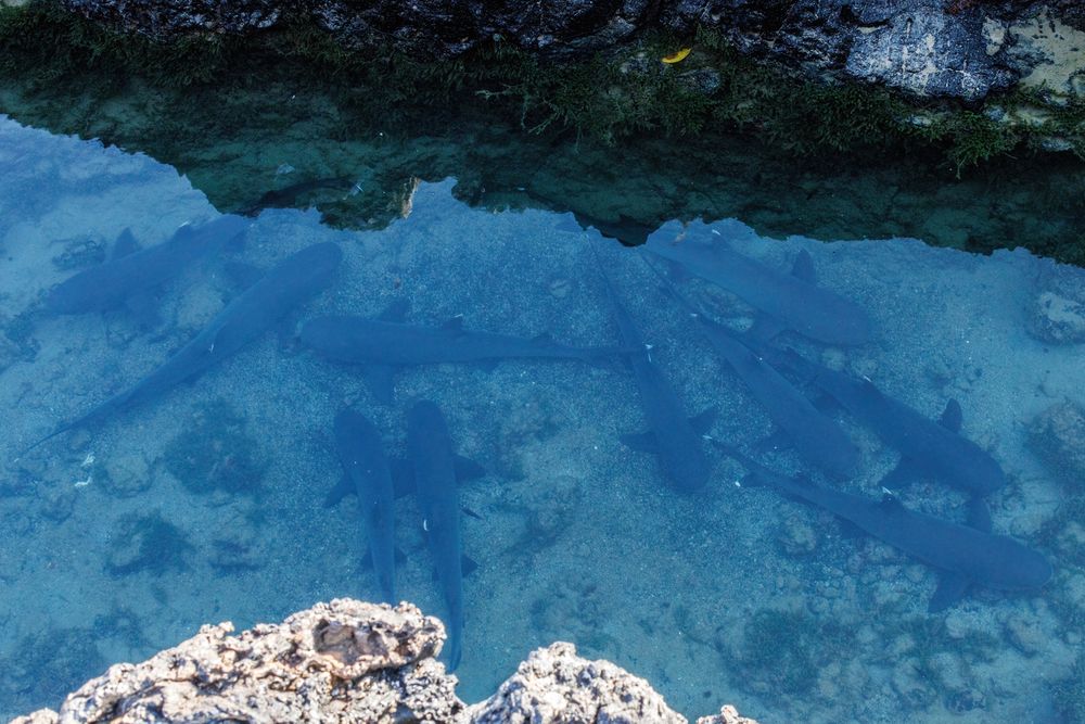 Whitetip reef sharks
