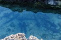 Whitetip reef sharks