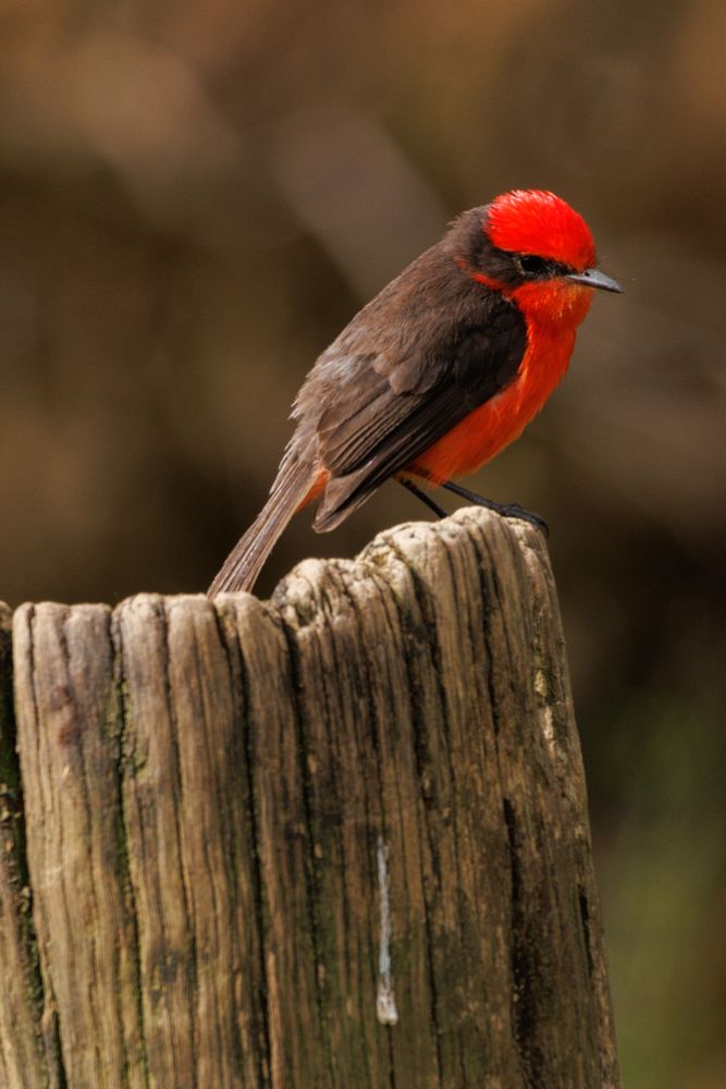 Vermilion Fycatcher (Pyrocephalus obscurus)