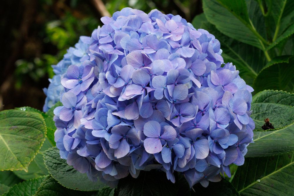 Hydrangea
