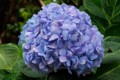 Hydrangea
