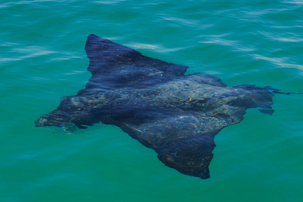 Sting ray