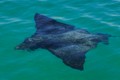 Sting ray