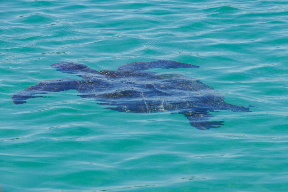 Sea turtle