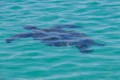 Sea turtle