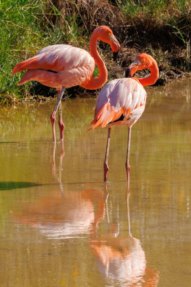 Flamingos