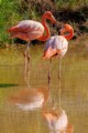 Flamingos