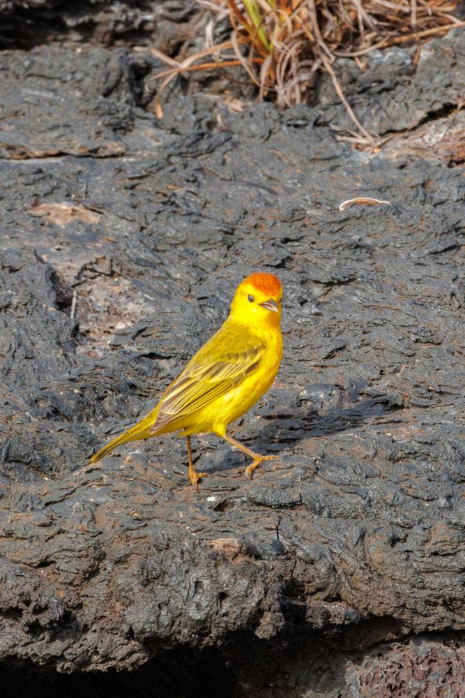 Galapagos Warbler (Setophaga petechia aureola)