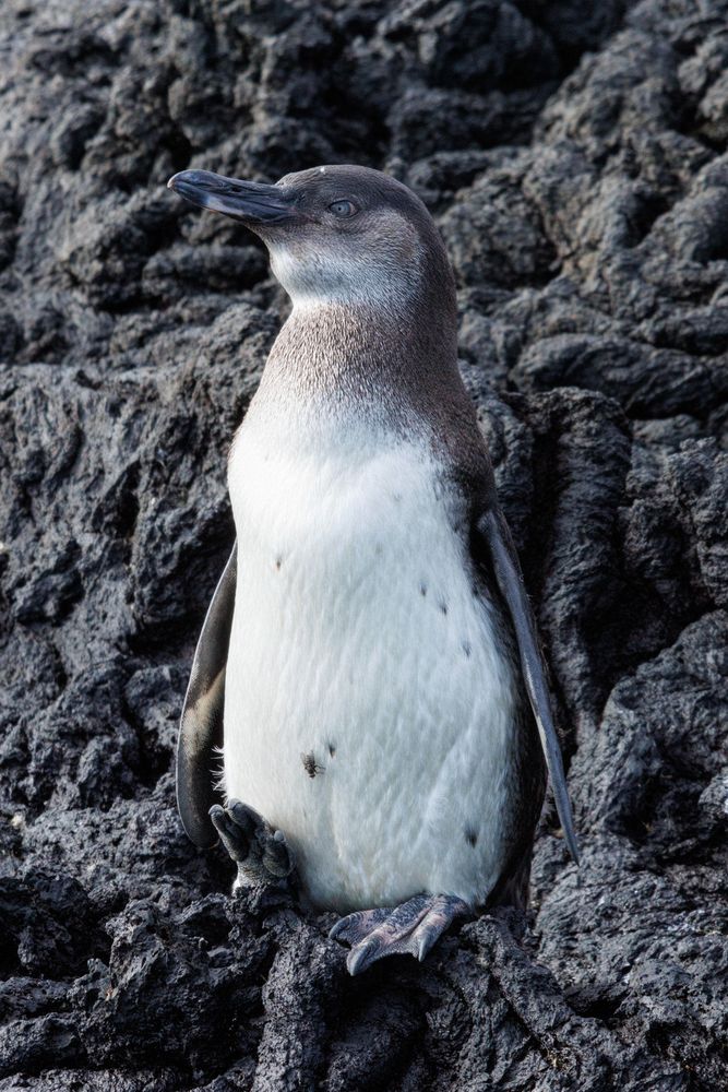 Gal�pagos Penguin (Spheniscus mendiculus)