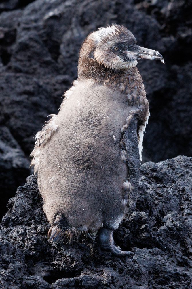 Gal�pagos Penguin (Spheniscus mendiculus) - molting