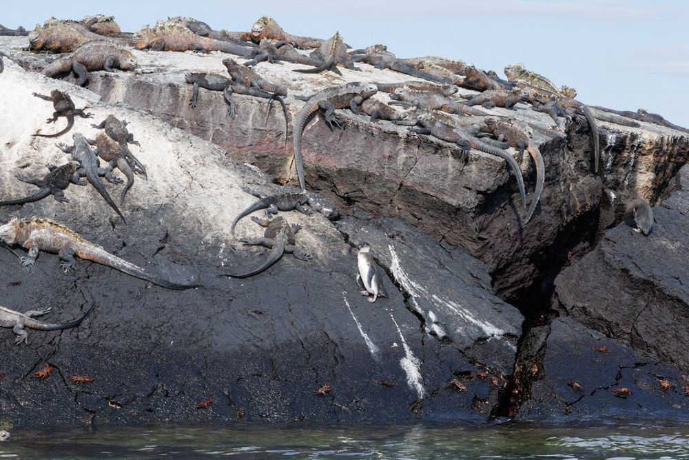 Galapagos Marine Iguanas (Amblyrhynchus cristatus)