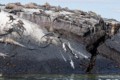 Galapagos Marine Iguanas (Amblyrhynchus cristatus)