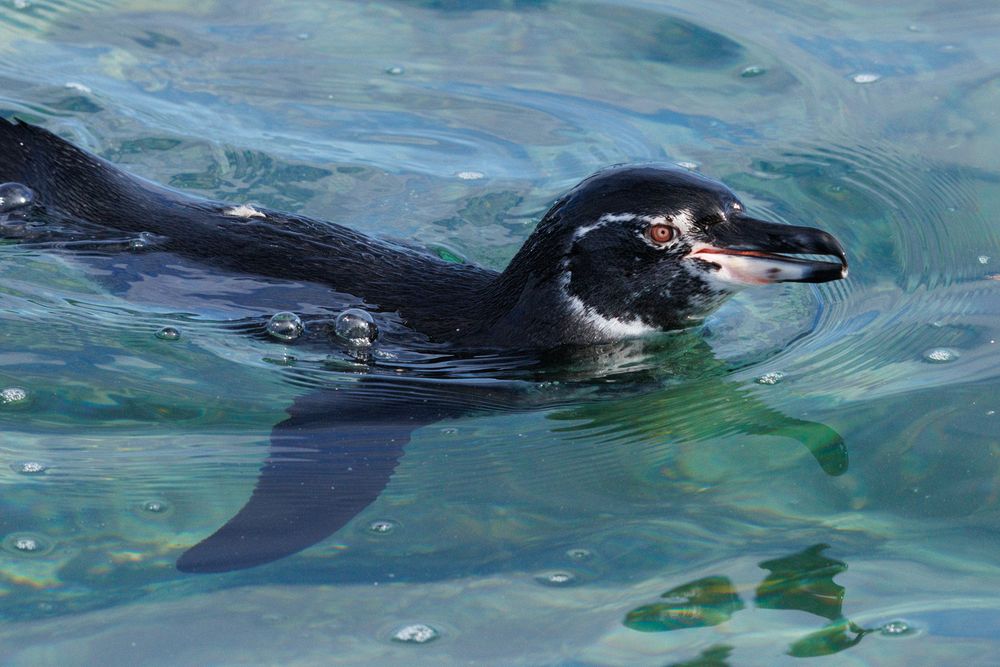 Gal�pagos Penguin (Spheniscus mendiculus)