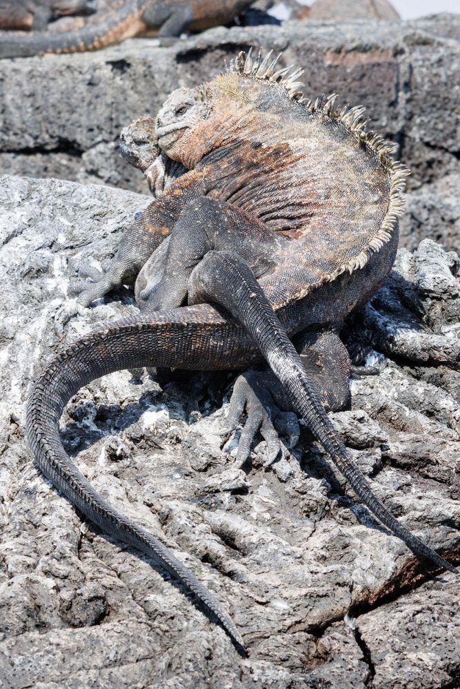 Galapagos Marine Iguanas (Amblyrhynchus cristatus) - mating