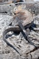 Galapagos Marine Iguanas (Amblyrhynchus cristatus) - mating