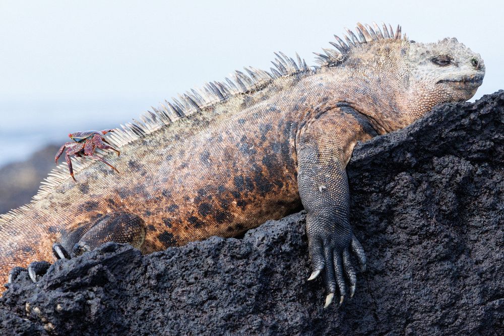 Galapagos Marine Iguana (Amblyrhynchus cristatus)
