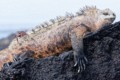 Galapagos Marine Iguana (Amblyrhynchus cristatus)