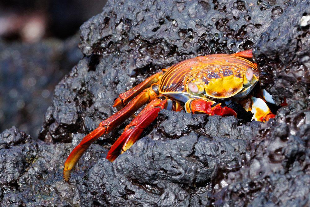 Sally Lightfoot crab