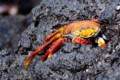 Sally Lightfoot crab
