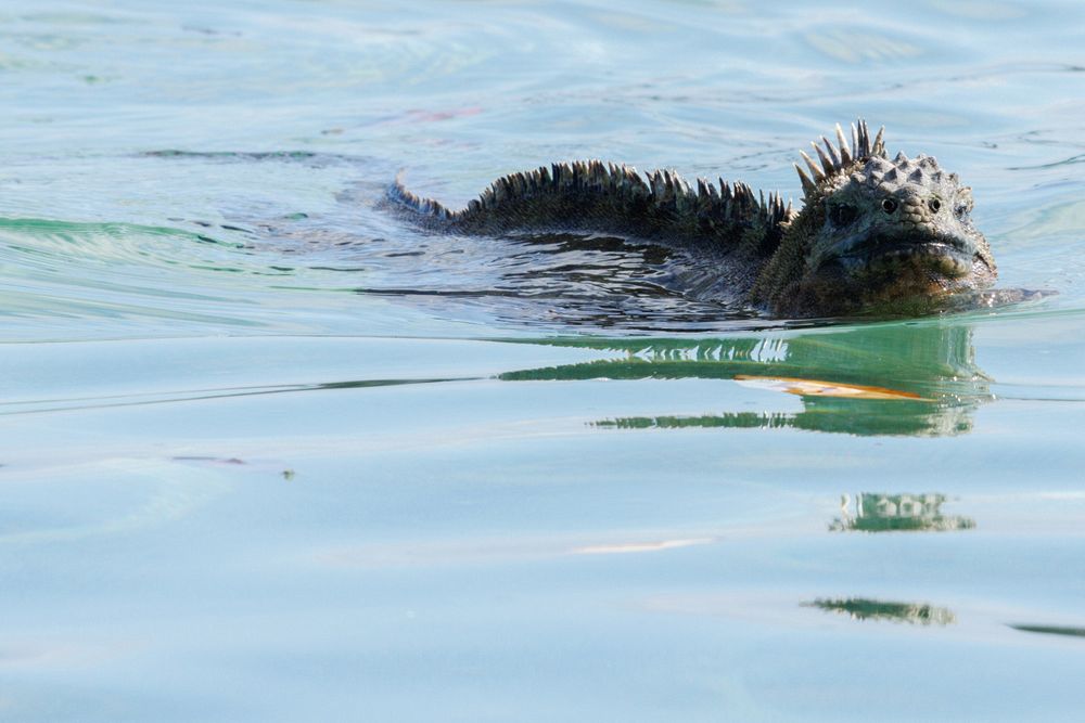 Galapagos Marine Iguana (Amblyrhynchus cristatus)