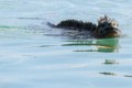 Galapagos Marine Iguana (Amblyrhynchus cristatus)