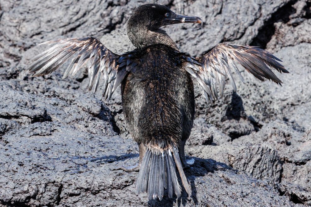 Galapagos cormorant (Nannopterum harrisi)