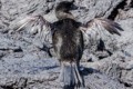 Galapagos cormorant (Nannopterum harrisi)