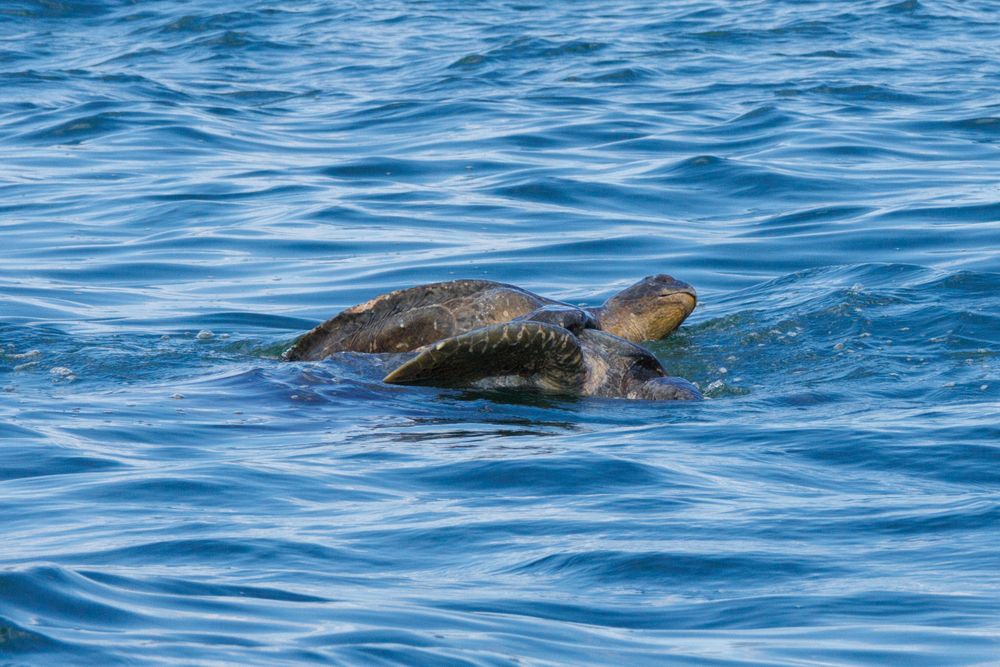 sea turtles mating