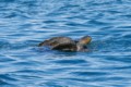 sea turtles mating