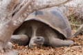 Galapagos Giant Tortoise (Chelonoidis niger)