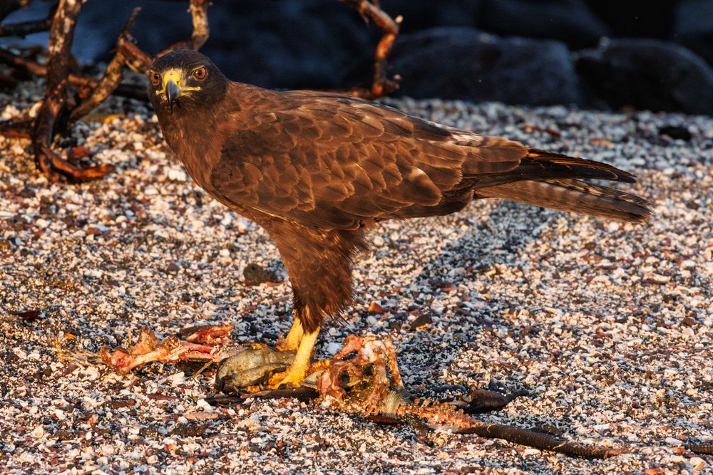 Gal�pagos hawk (Buteo galapagoensis)