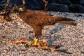 Gal�pagos hawk (Buteo galapagoensis)