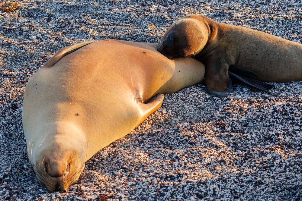 Nursing sealion