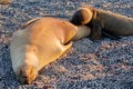 Nursing sealion