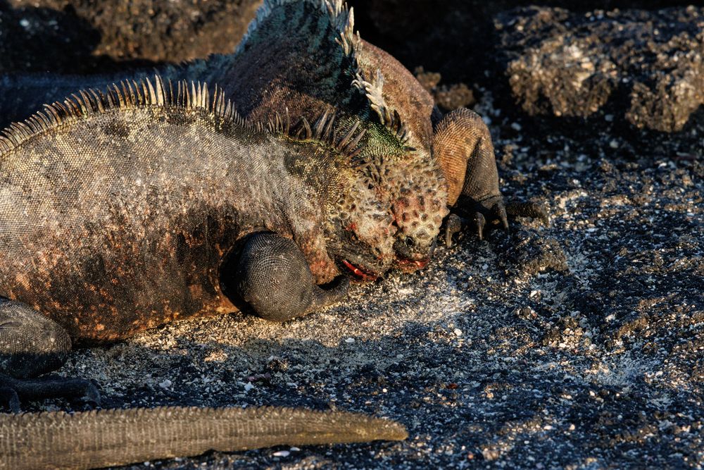 Marine Iguanas fighting