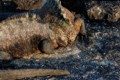 Marine Iguanas fighting