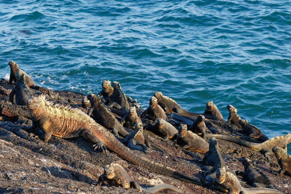 Marine Iguanas (Amblyrhynchus cristatus)