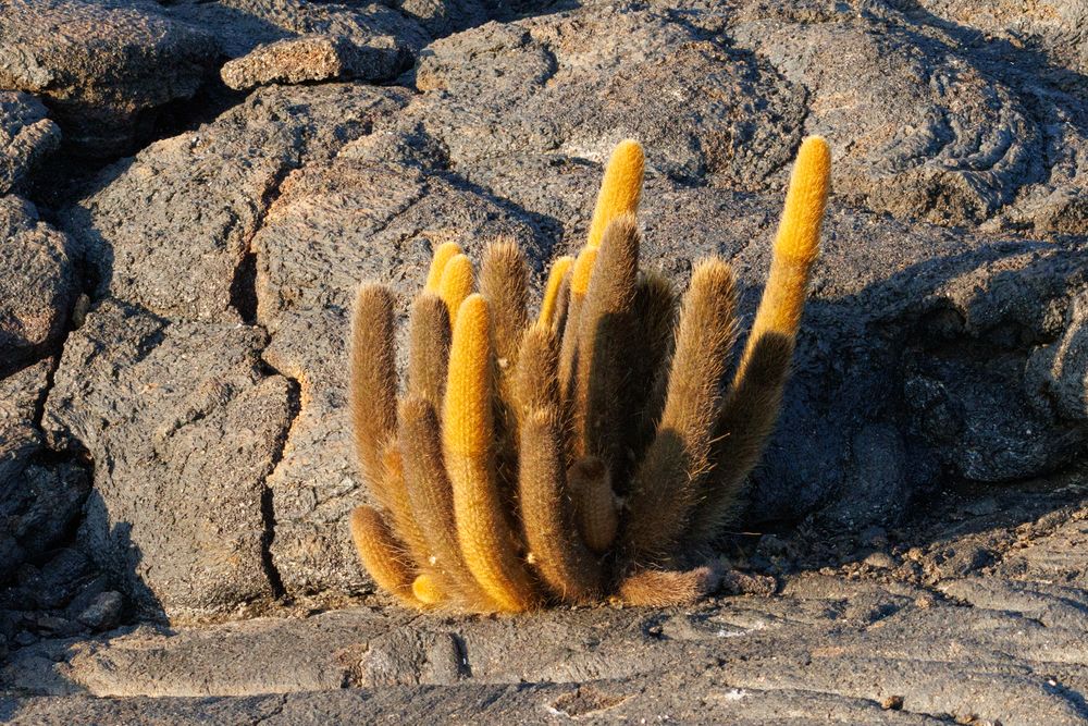 Lava cactus
