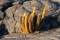 Lava cactus