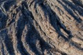 Pahoehoe lava