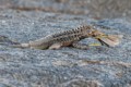 Lava Lizard with Large Painted Locust