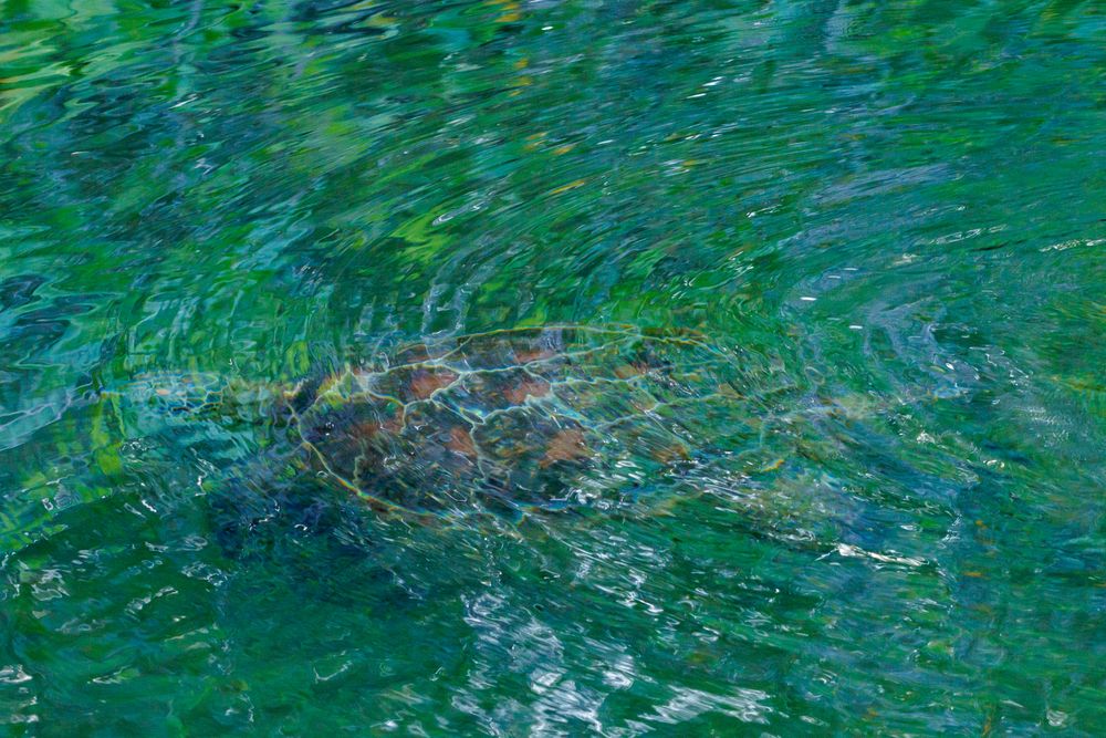 Green Sea Turtle