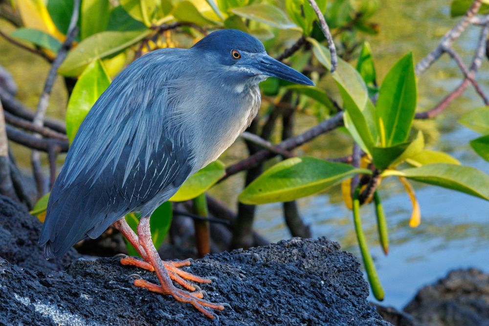 Lava Heron (Butorides sundevalli)