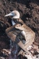 Blue-footed Booby