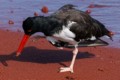 American oystercatcher (Haematopus palliatus)